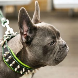 Puppy Collar