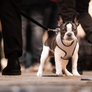 Puppy Leash