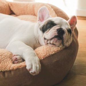 Puppy Bed