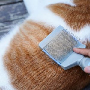 Grooming Brush