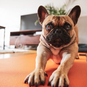 Puppy Training Pads